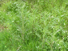 Sonchus asper asper