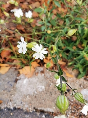 Silene latifolia