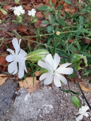 Silene latifolia
