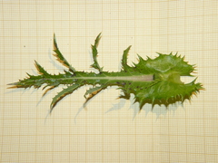 Sonchus asper asper