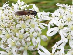 Pyrophaena granditarsis