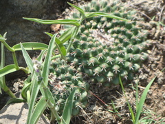 Mammillaria uncinata