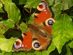 Aglais io