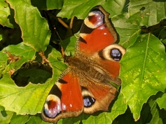 Aglais io