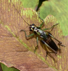 Conocephalus nigropleurum