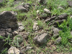Mammillaria uncinata