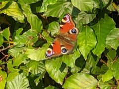 Aglais io