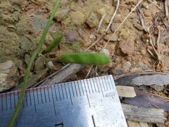 Glycine max soja