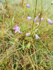 Campanula rapunculus