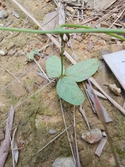 Glycine max soja