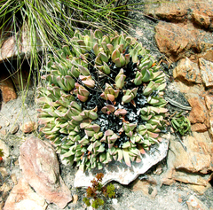 Machairophyllum albidum