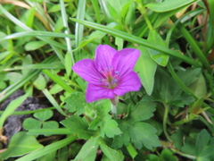 Geranium nepalense thunbergii