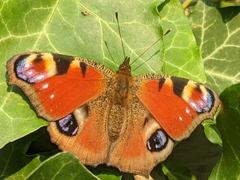 Aglais io