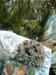 Machairophyllum albidum