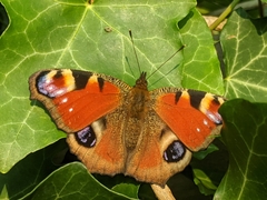 Aglais io