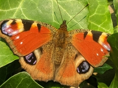 Aglais io