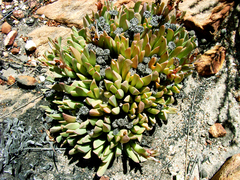 Machairophyllum albidum