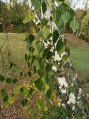 Betula pendula