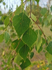 Betula pendula
