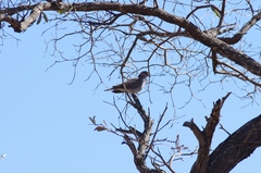 Streptopelia capicola
