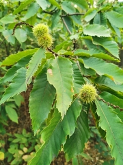 Castanea sativa