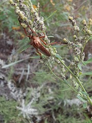 Diogmites angustipennis