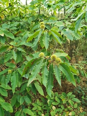 Castanea sativa