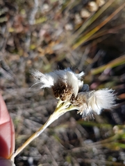 Antennaria pulcherrima