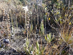 Antennaria pulcherrima