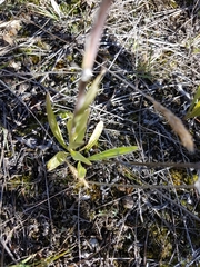 Antennaria pulcherrima