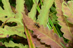 Conocephalus nigropleurum