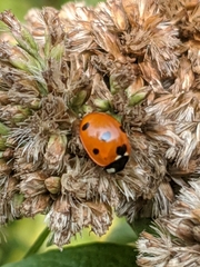 Coccinella septempunctata