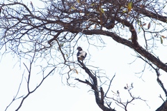 Streptopelia capicola