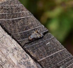 Pseudotephritis vau