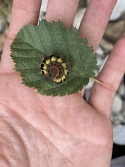 Acronicta euphorbiae