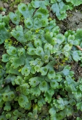 Marchantia inflexa