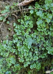 Marchantia inflexa