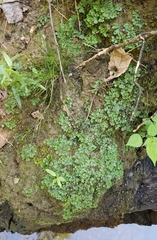 Marchantia inflexa
