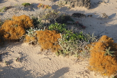 Teloschistes capensis