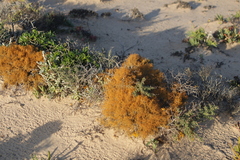 Teloschistes capensis