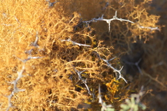 Teloschistes capensis