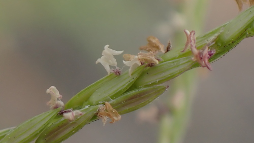Digitaria setigera