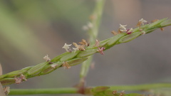 Digitaria setigera