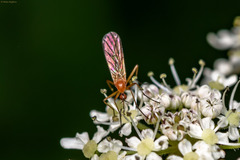Empis concolor