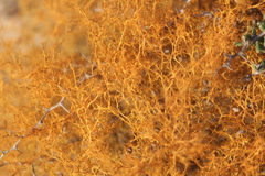 Teloschistes capensis