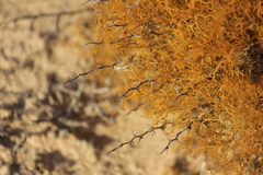 Teloschistes capensis