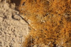 Teloschistes capensis