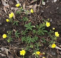 Potentilla patula