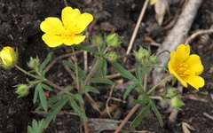 Potentilla patula