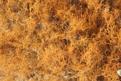 Teloschistes capensis